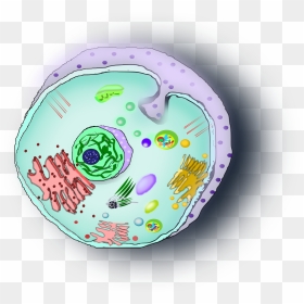 Celula Animal Clip Arts - Animal Cell Transparent Background, HD Png Download - animales png