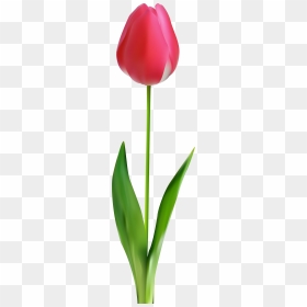 Tulip Png Clip Art - Tulip Png Clipart, Transparent Png - green flower png