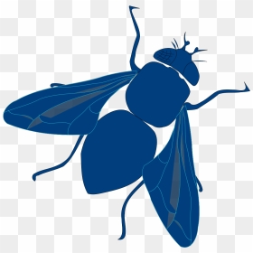 Net-winged Insects, HD Png Download - fly clipart png