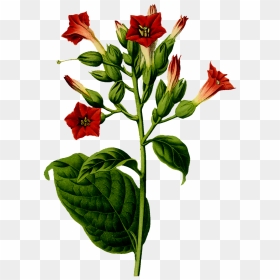 Tobacco Plant, HD Png Download - green flower png