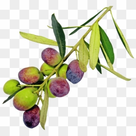 Free Png Olive With Leaf Png Images Transparent - Olive .png, Png Download - olive tree png