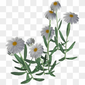 Beautiful Camomile Flower Png - Chamomile, Transparent Png - chamomile png