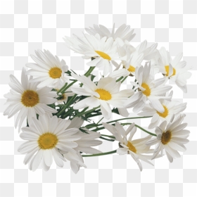 Free Png Camomile Png Images Transparent - Chamomile Png, Png Download - chamomile png