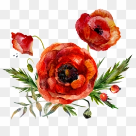 Poppy Watercolour Flowers, HD Png Download - poppies png