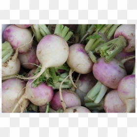 File - Turnip - Turnip, HD Png Download - turnip png