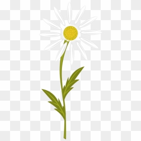 Camomile Image - Clip Art, HD Png Download - chamomile png