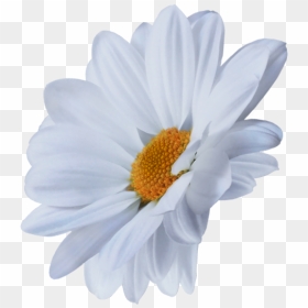 Oxeye Daisy, HD Png Download - chamomile png