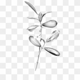 Olive Branch - Illustration, HD Png Download - olive tree png