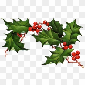 Christmas Holly Border Free Clipart Free Clip Art Images - Christmas Holly Clip Art, HD Png Download - christmas holly border png
