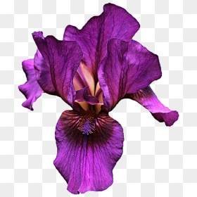 Thumb Image - Purple Iris Iris Flower Png, Transparent Png - iris flower png