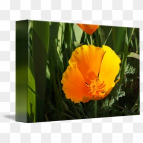 Png Royalty Free Library Poppies Flowers Art Prints - Eschscholzia Californica, Transparent Png - poppies png