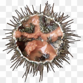 Erizo De Mar - Sea Urchin Png, Transparent Png - sea urchin png