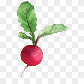 Radish Png Pic - Transparent Background Beetroot Illustration Png, Png Download - turnip png