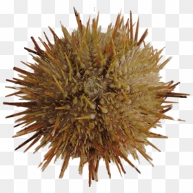 Green Sea Urchin - Sea Urchin, HD Png Download - sea urchin png