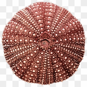 Pin Sea Urchin Clipart Transp - Red Sea Urchin Shell, Strongylocentrotus Sp., HD Png Download - sea urchin png