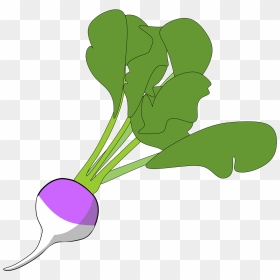 Turnip Png Clipart , Png Download - Turnip, Transparent Png - turnip png