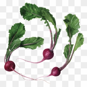 Scarlet Queen Turnip - Beet Greens, HD Png Download - turnip png
