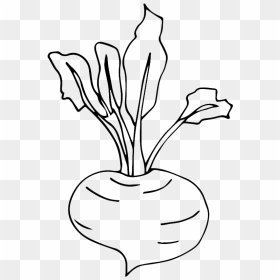 Drawing Vegetables Turnip - Turnip Drawing, HD Png Download - turnip png