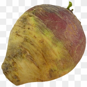 Turnip Rutabaga Root - Rutabaga Png, Transparent Png - turnip png