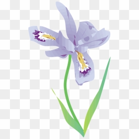 Clip Art, HD Png Download - iris flower png