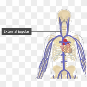 Labelled Image Of The External Jugular Vein - Arteries And Veins Unlabeled, HD Png Download - vein png