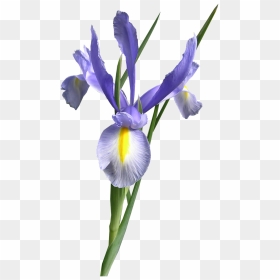 Transparent Background Iris Flower Png, Png Download - iris flower png
