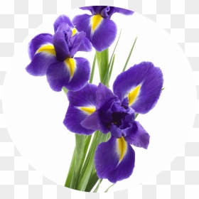 Iris Means A Message For You - Purple Iris Flower Transparent Background, HD Png Download - iris flower png