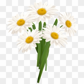 White Camomile Png - Chamomile Png, Transparent Png - chamomile png