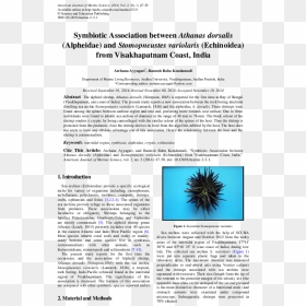 Sea Urchin , Png Download - Sea Urchin, Transparent Png - sea urchin png