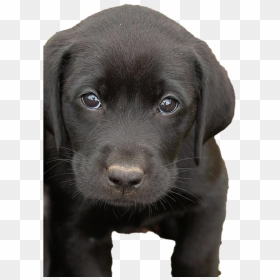 Labrador Retriever Puppy - Labrador Retrievers Pups, HD Png Download - labrador png