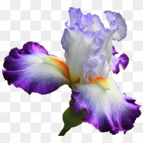Drawing Irises Purple Iris - Iris Flower Png, Transparent Png - iris flower png