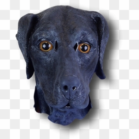 Transparent Labrador Png - Labrador Retriever, Png Download - labrador png