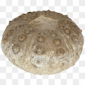 “rhabdocidaris Nobilis” Sea Urchin - Baked Goods, HD Png Download - sea urchin png