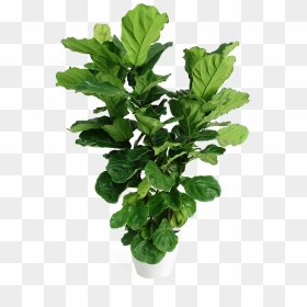 Ficus Lyrata Large Bush - Fiddle-leaf Fig, HD Png Download - bush plant png