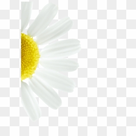 Marguerite Daisy, HD Png Download - chamomile png