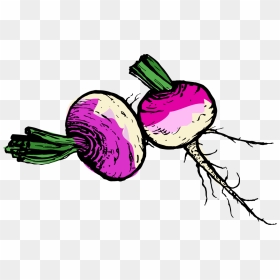 Turnip Images Clipart - Turnips Clipart, HD Png Download - turnip png