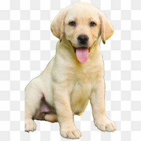 Labrador Retriever Puppy Transparent - Labrador Retriever, HD Png Download - labrador png