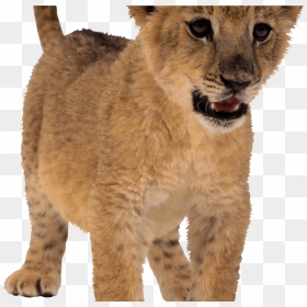 Baby Lion Png Svg Transparent Stock - Baby Lion Png Real, Png Download - baby lion png