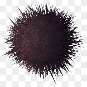 Sea Urchin Png, Transparent Png - sea urchin png