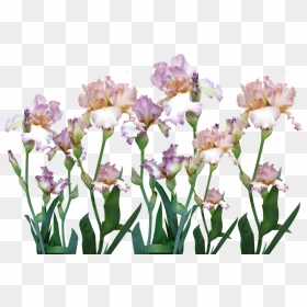 Iris, HD Png Download - iris flower png