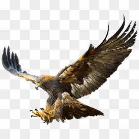 Bald Eagle Golden Eagle Flight Drawing - Golden Eagle Transparent Background, HD Png Download - eagle flying png