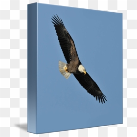 Abmovie Mighty Eagle Flying Png Source - Hawk Mountain, Transparent Png - eagle flying png