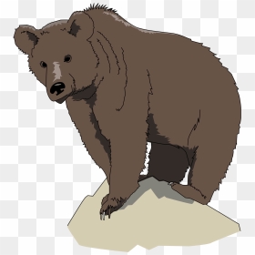 Brown Bear Clip Arts - Bear Clipart Transparent Background, HD Png Download - brown bear png