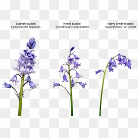 Bluebell Png Transparent Image - H Non Scripta X H Hispanica, Png Download - iris flower png