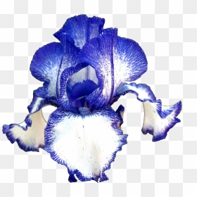 Iris Flower Png, Transparent Png - iris flower png
