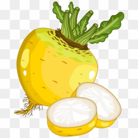Radish Vector Turnip - Turnip Caartoon, HD Png Download - turnip png