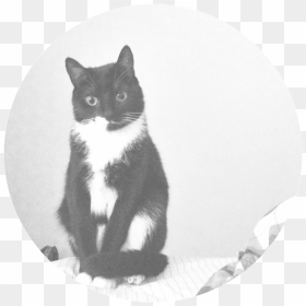 Nala , Png Download - Domestic Short-haired Cat, Transparent Png - nala png