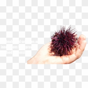 Hand, HD Png Download - sea urchin png