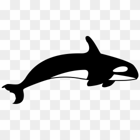 Killer Whale T-shirt Clip Art - Killer Whale Clipart Black And White, HD Png Download - killer whale png
