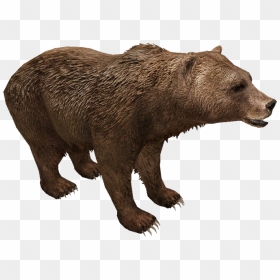 Eurasian Brown Bear - Grizzly Bear, HD Png Download - brown bear png
